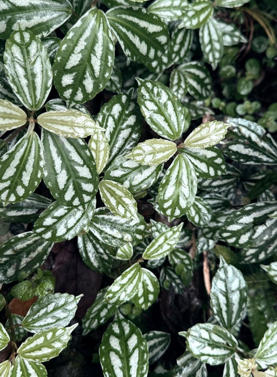 Folhas verdes rajadas de branco na mata