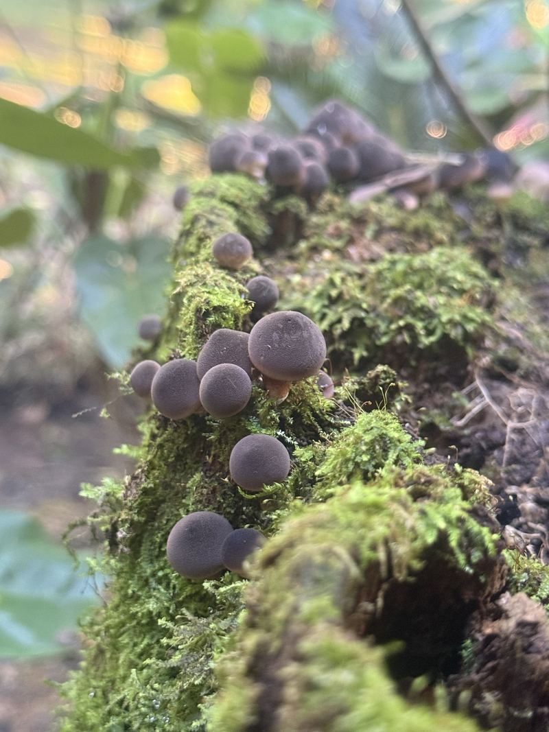 Cogumelos sobre tronco com musgo na mata