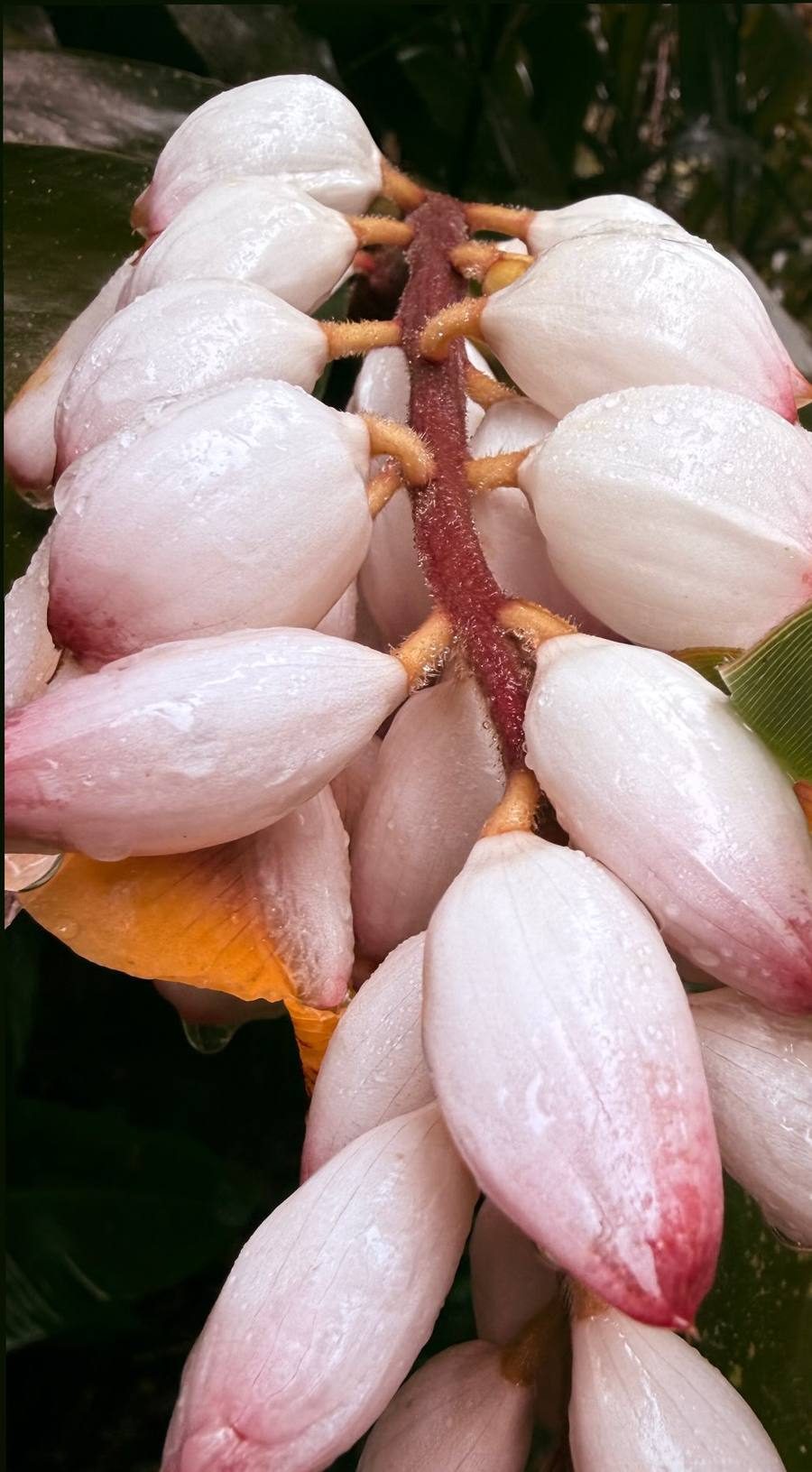 Flor de gengibre-concha molhada de chuva